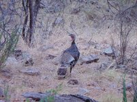 Wild Turkey Chiricahua Mountains Arizona 2017.jpg