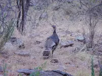 Wild Turkey Chiricahua Mountains Arizona 2017.webp