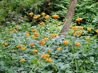 wild flower4A.webp