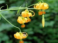wild flower2A.webp
