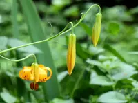 wild flower3A.webp