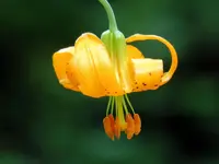 wild flower1A.webp