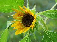sunflower_1200.jpg