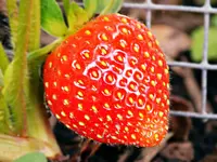 strawberry_1200.webp strawberry_1200.webp
