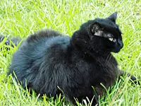 guard_cat.webp guard_cat.webp