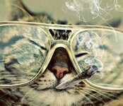 cabfbf65c239c68a8f7f6cd8cf4c0bac--hipster-cat-hipster-style.jpg