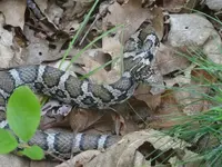 copperhead 6 4 17 014.webp