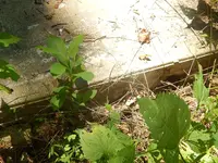 DSCN6353.webp