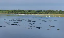 Florida Lake With Alligators.webp