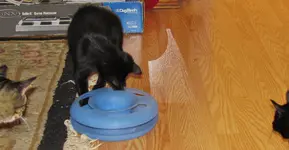 new cat toy 004.webp new cat toy 004.webp