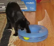 new cat toy 005.webp new cat toy 005.webp
