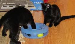 new cat toy 009.webp new cat toy 009.webp