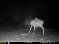 Doe 2.webp