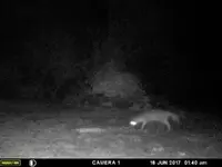 fox 1.webp