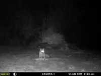 fox 2.webp