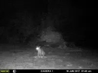 fox 3.webp