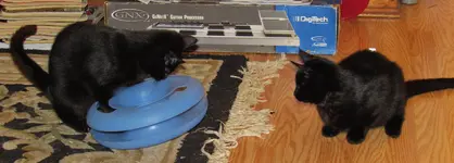 new cat toy 013.webp new cat toy 013.webp