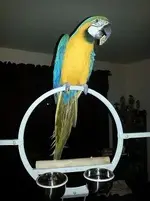 Josh Macaw S.webp