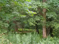 DSCF0004.webp