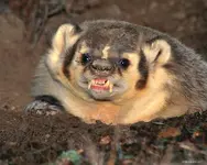 badger.webp