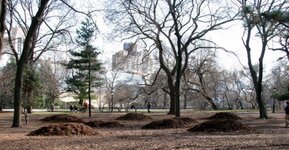 Central Park Mounds.JPG