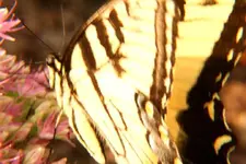 tigerswlltail.webp