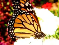 monarchbtrfl2sml.webp