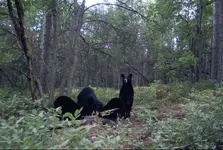 bears 012.webp