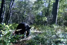 bears 024.webp
