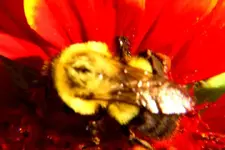 bumblebee.webp