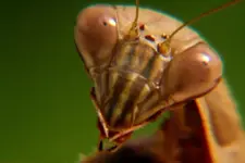 prmantis1.webp