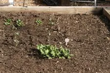Garden_003 (Small).webp