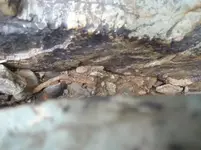 rusty nails 007.webp