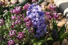 20080208_001.webp