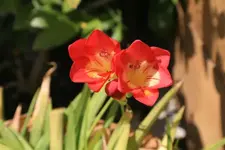 FLOWERS_0001.webp