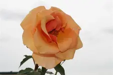 ROSES _001.webp