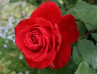 ROSES _008.webp
