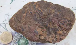 Meteorite2.webp