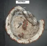 Plate.webp
