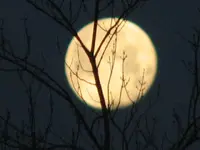 air bags, moon, red squirrel 002.webp