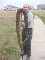 TexasRattler%25202.webp