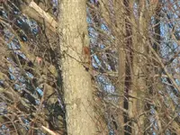 air bags, moon, red squirrel 013.webp