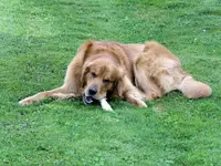 Dukebone2A.webp