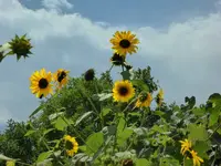 sunflowers 1.webp