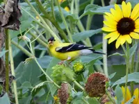 sunflowers 2.webp