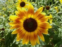 sunflowers 3.webp