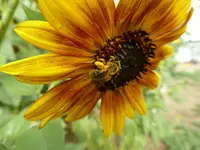 sunflowers 4.webp