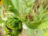 sunflowers 5.webp