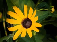 DSCN0460_1200.webp