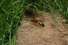 cicada-killer.webp cicada-killer.webp